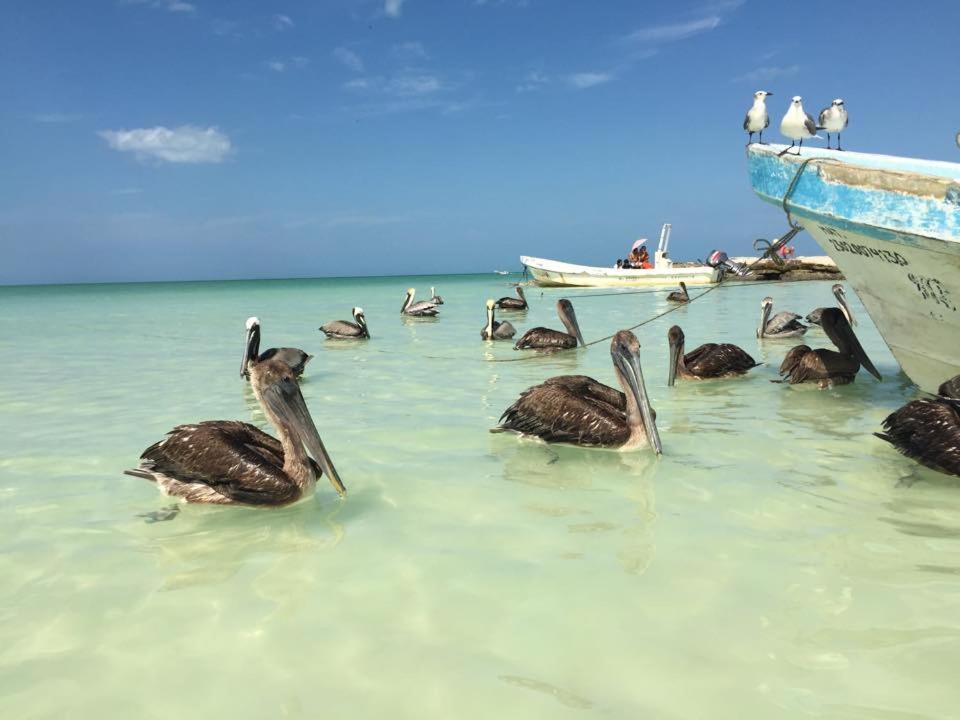Casa Hridaya Hotel Boutique Holbox Eksteriør billede